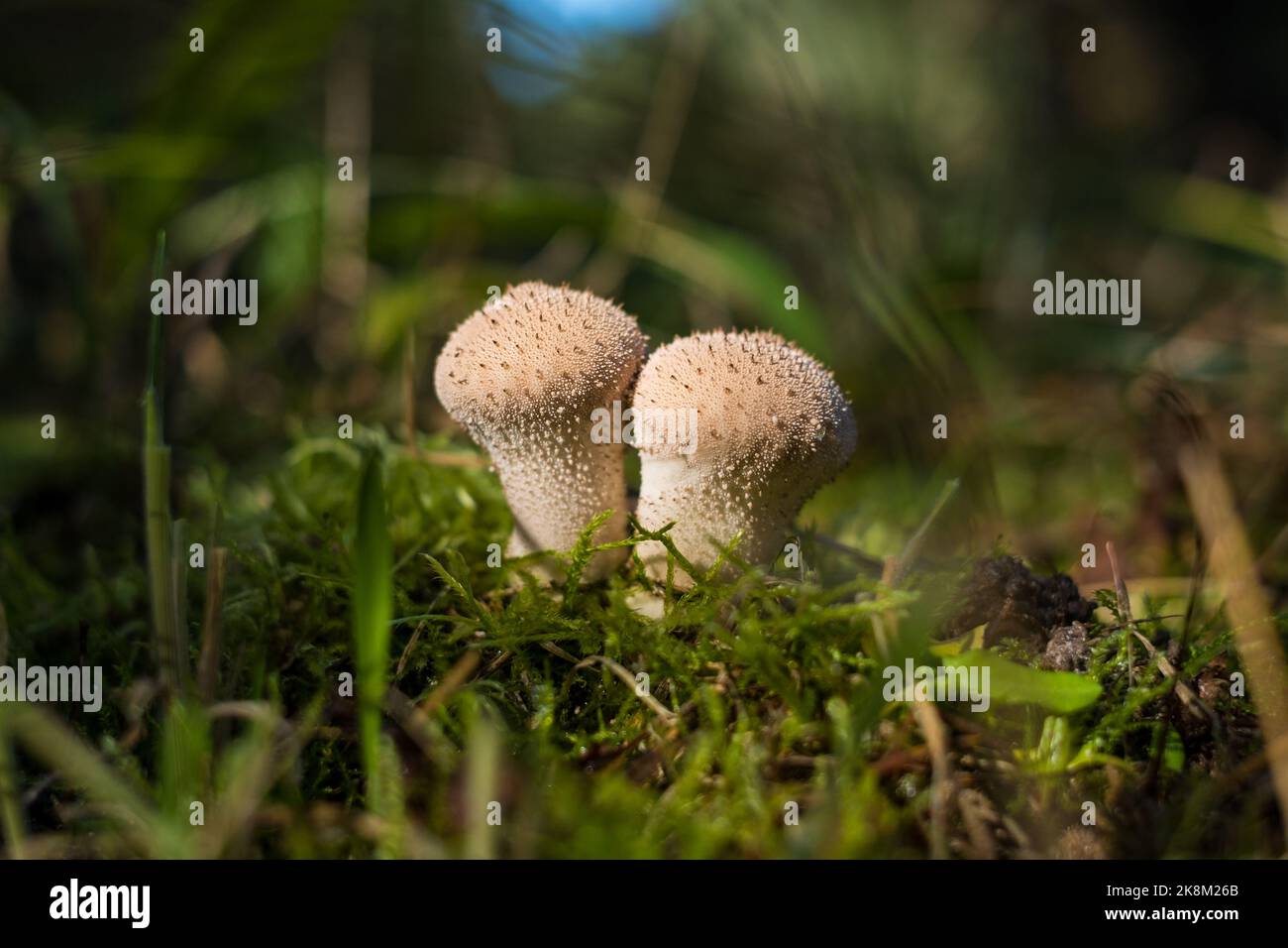 Lycoperdon perlatum, popularly known as the common puffball, warted puffball, gem-studded puffball, wolf farts or the devil`s snuff-box, is a family A Stock Photo